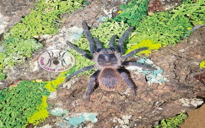 pterinopelma sazimai female tarantula